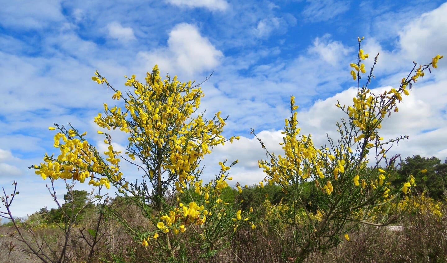 De Zuiderheide – de Hei is blij (met de Brem)