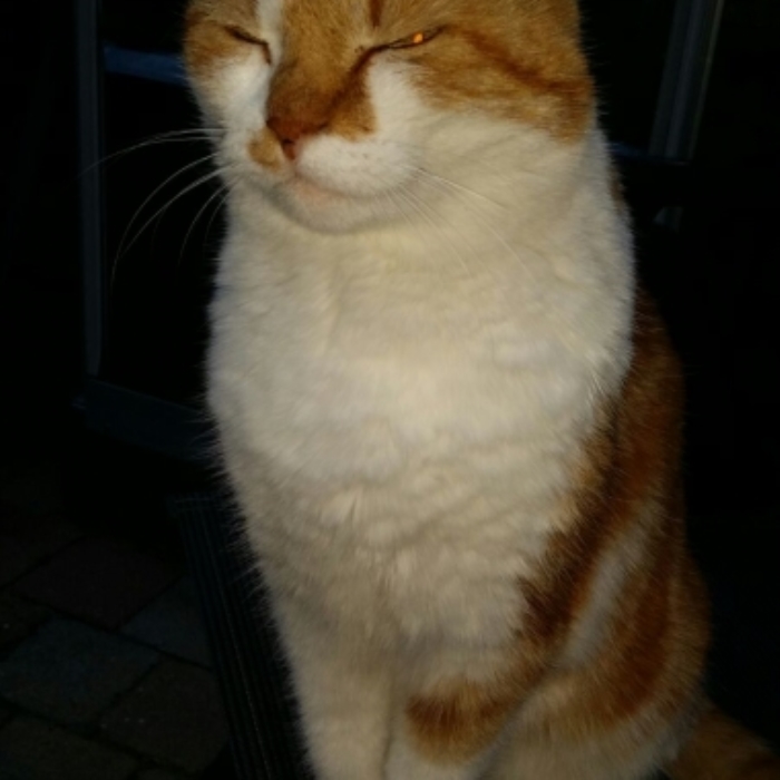 Vermiste kater Bilderdijkstraat Putten