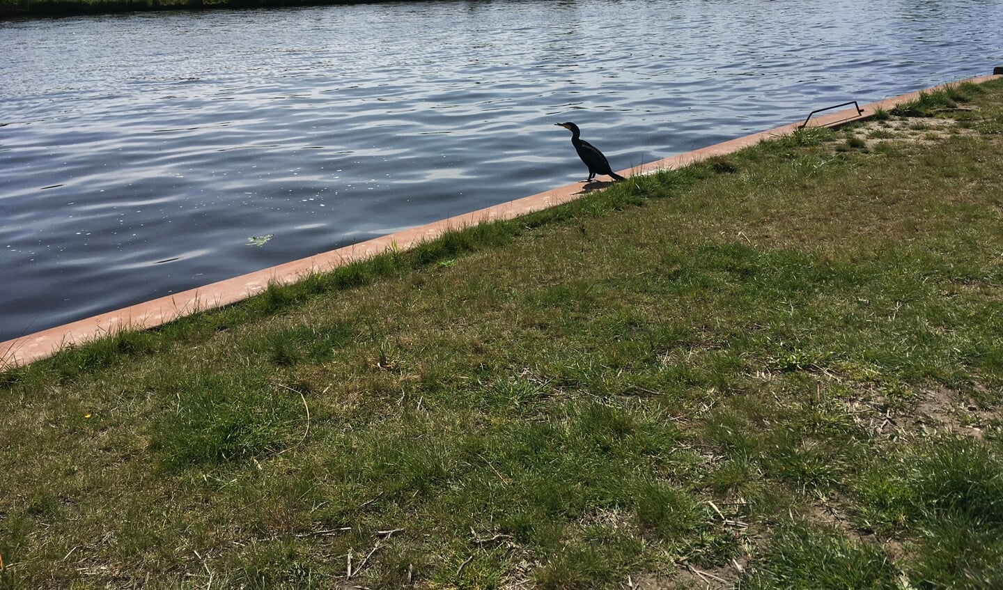 Een aalscholver wachtend op een hapje