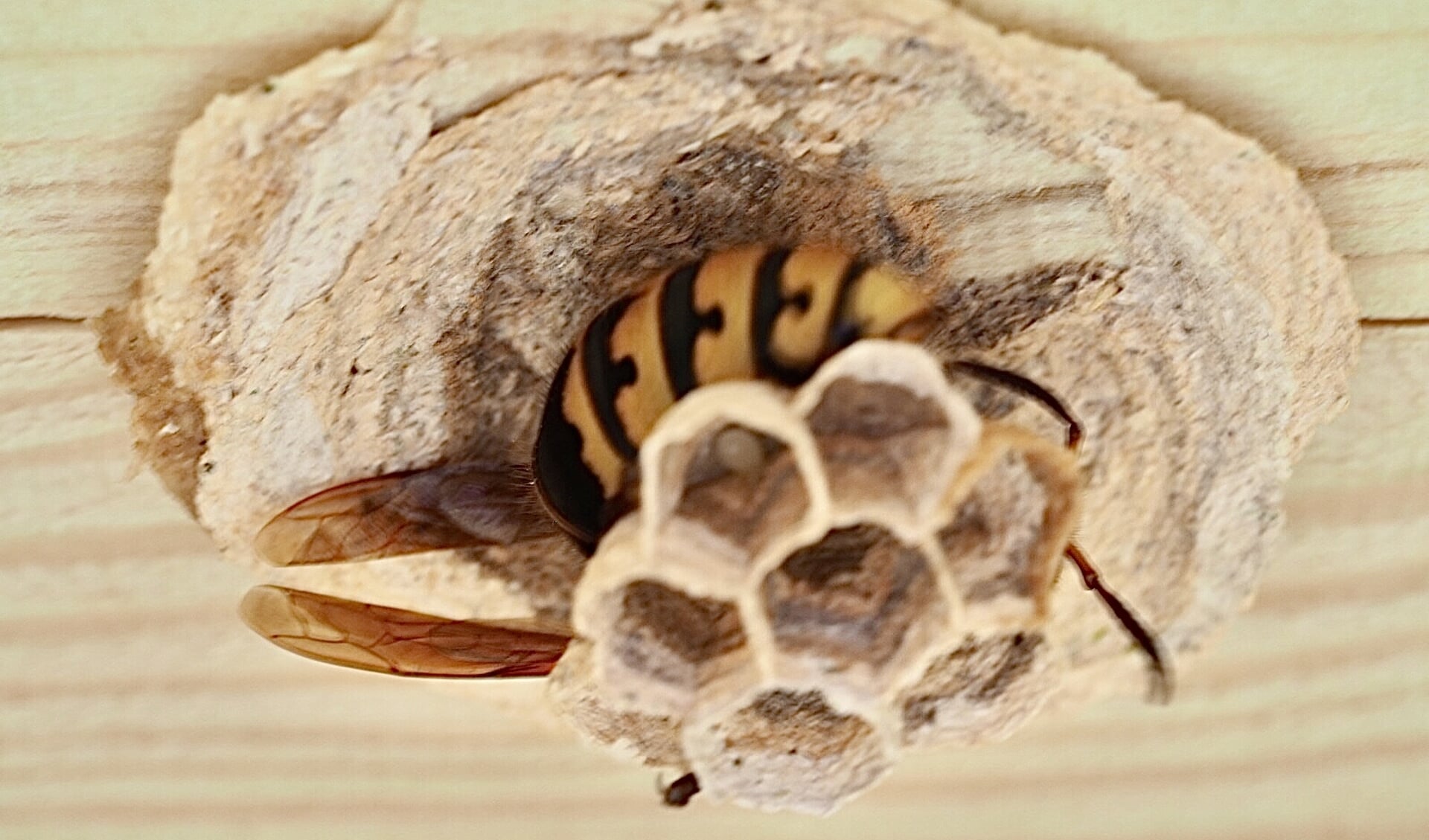 Een hoornaar die bezig is zijn nest te bouwen
