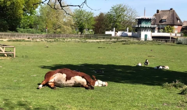 De dieren vinden het wel lekker rustig zo.