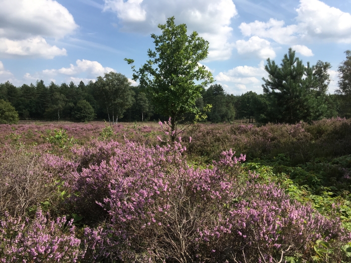 Heidelandschap Den Treek