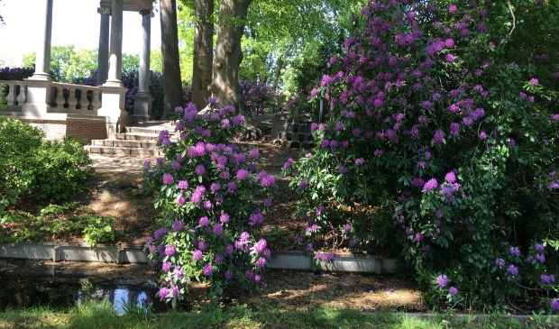 <p>Rododendrons in het Cantonspark.</p>