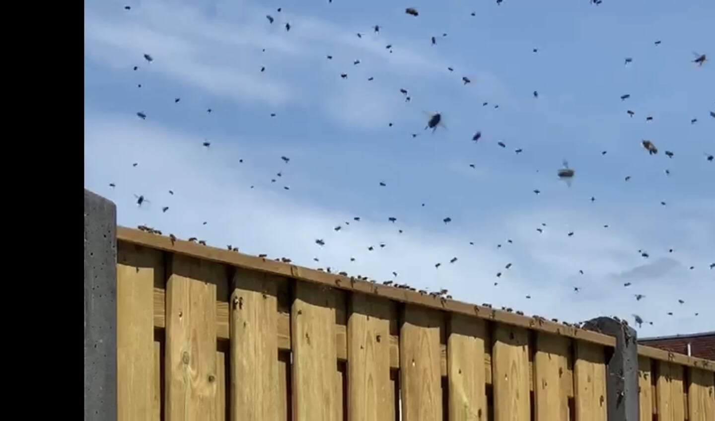 Zwerm bijen in de lucht op zoek naar de Koningin