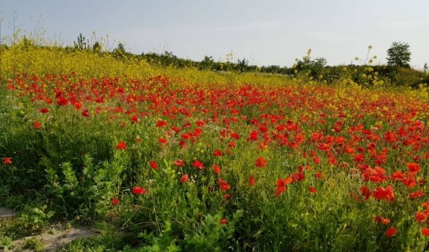 Bloemenweide in volle bloei