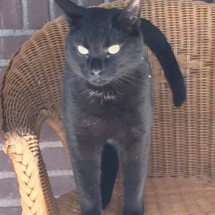 Vermiste kater Leemweg Zwartebroek
