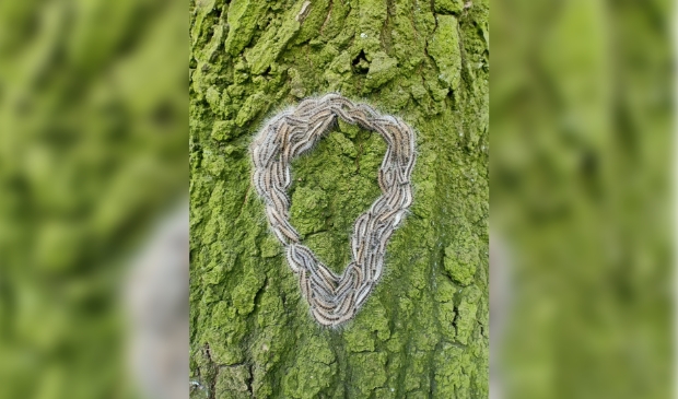 Een nest van de eikenprocessierups.