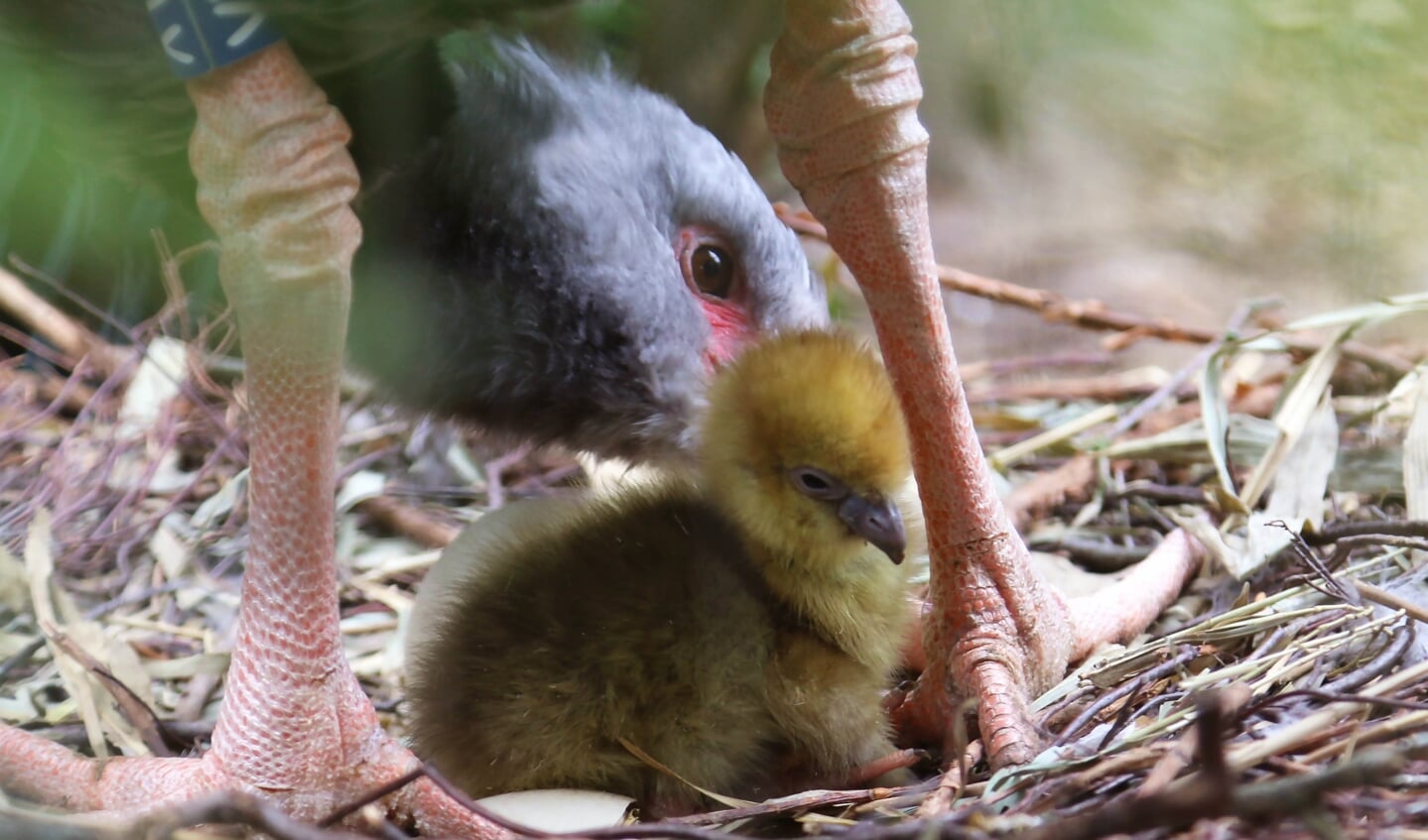 Hoenderkoetkuiken op het nest
