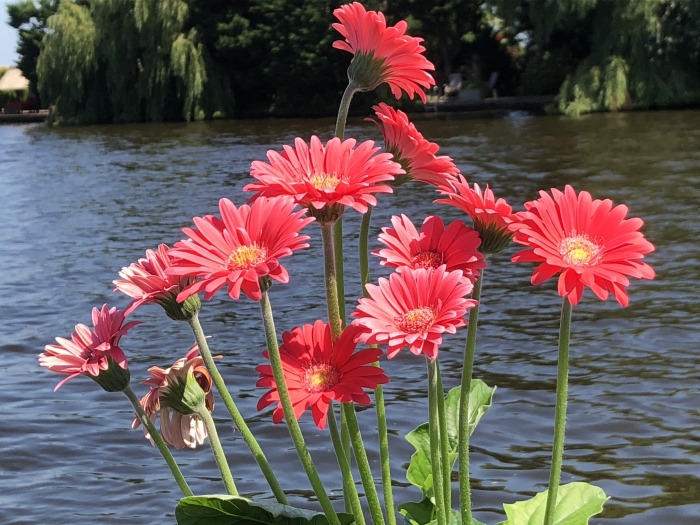Zomers boeket