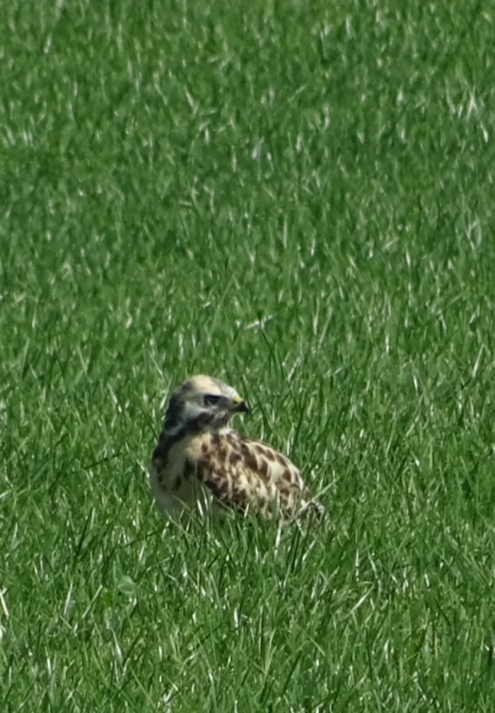 Jonge buizerd