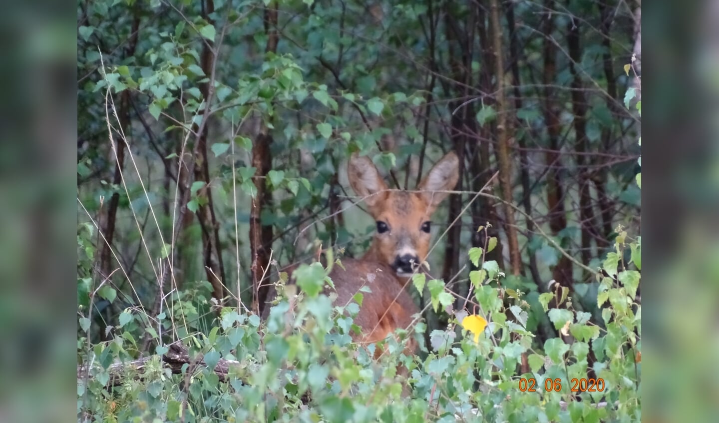 Een foto van een reekalf, genomen tijdens een avondwandeling op de Hoge Veluwe.