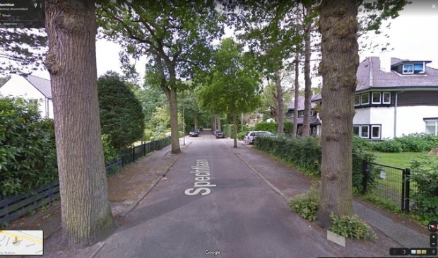 Bloemendaal heeft heel wat monumentale bomen staan.