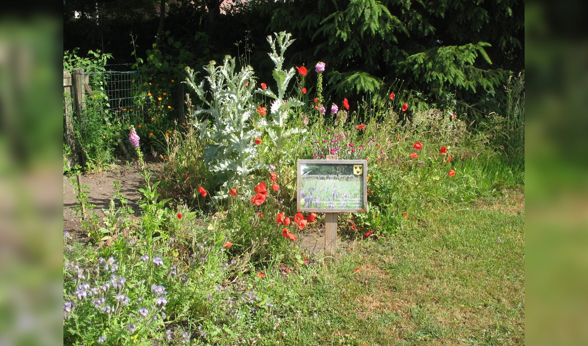 Bloemenveldjes voor bijen, initiatief van gemeente, Imkervereniging en Stichting Duurzaam Woudenberg.