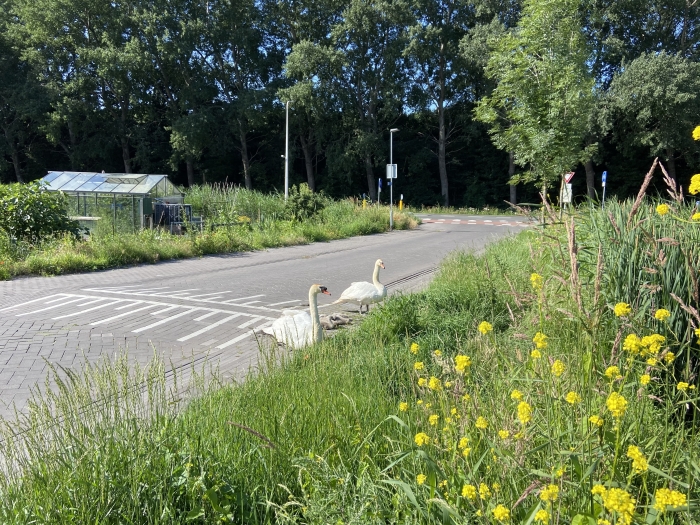De zwanenfamilie op de drempel bij de Madelief