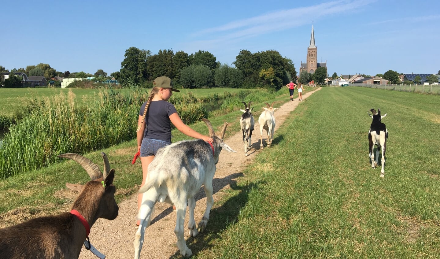 Wandelen met geiten door polder Blokhoven