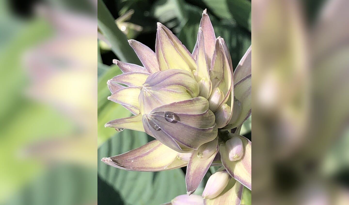 Hosta Lily Moestuin Kasteel