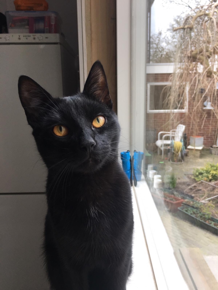Zorro
