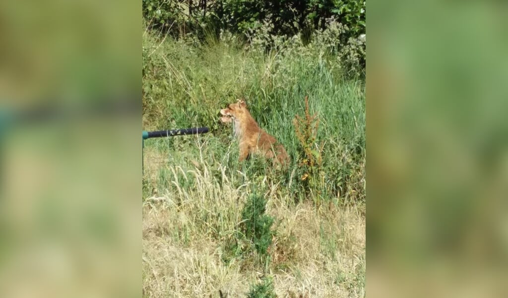 Onbekenden plaatsten vanmorgen een opgezette vos in een groenstrook in de Barneveldse wijk De Burgt.