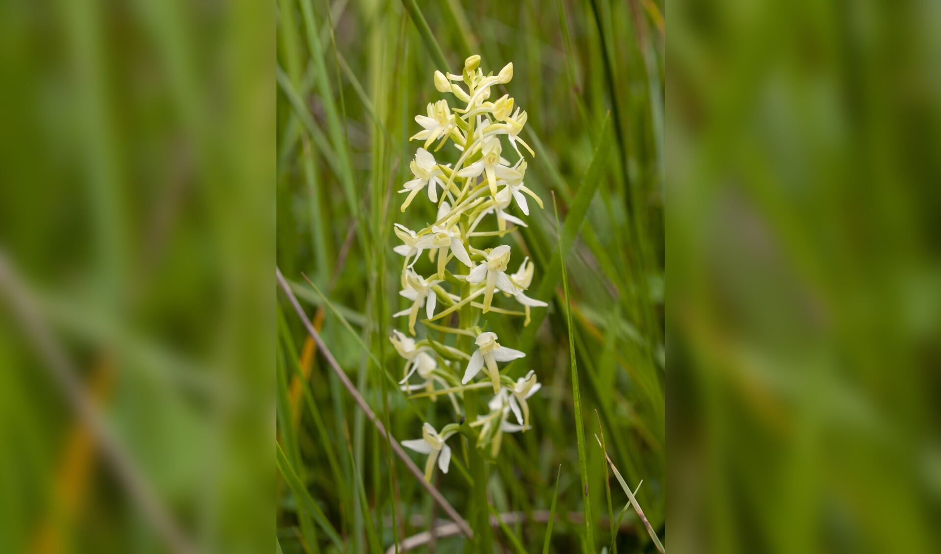 Welriekende nachtorchis