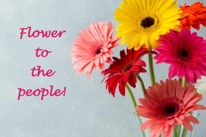 Gerbera's