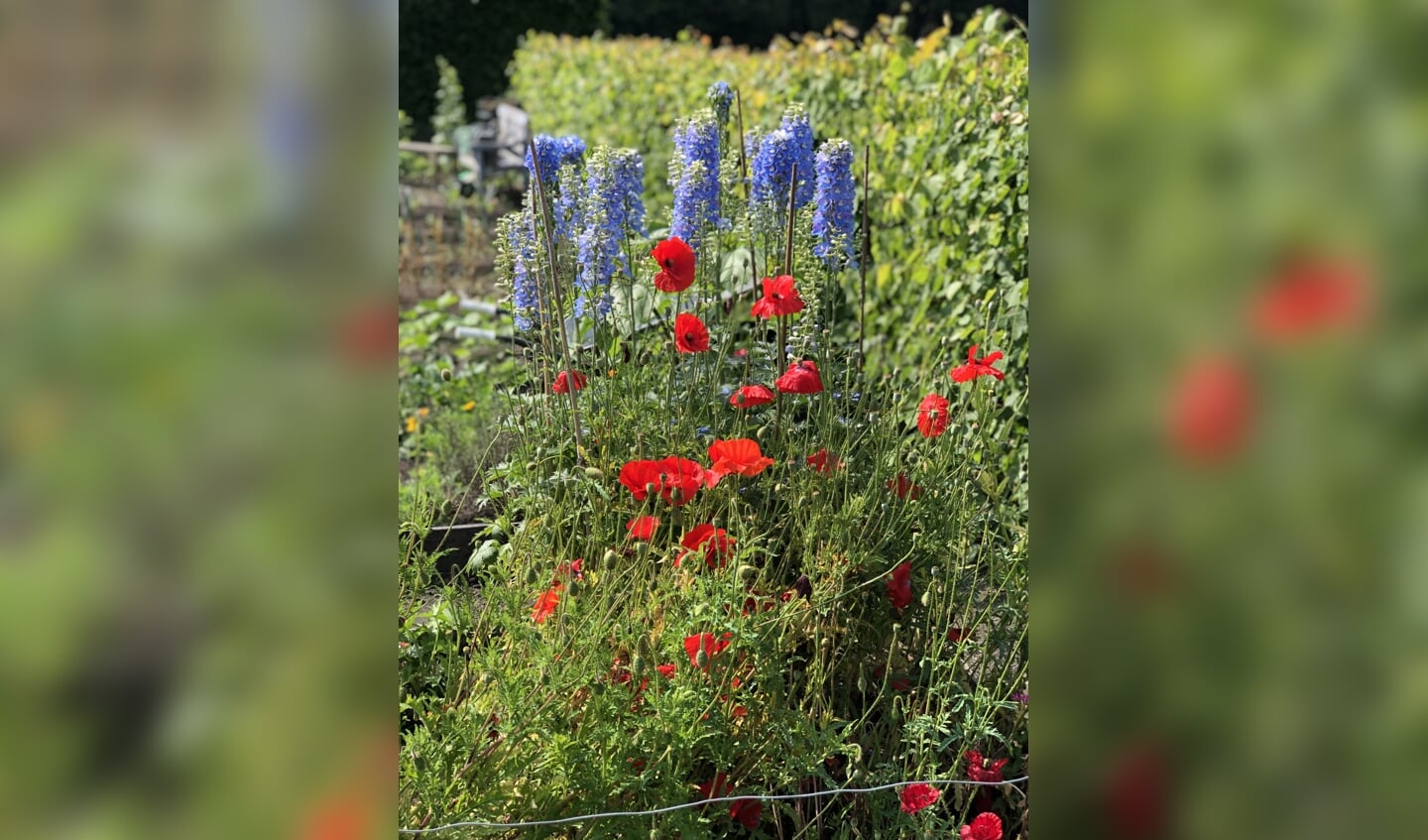 Bloemen Moestuin Kasteel Groeneveld 