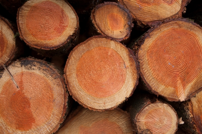 Hollands Hout