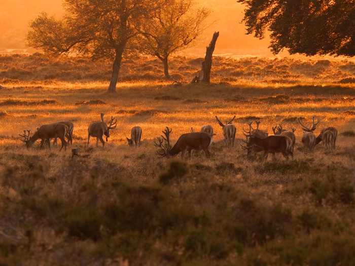 Avondrood en een roedel herten op de Hoge Veluwe