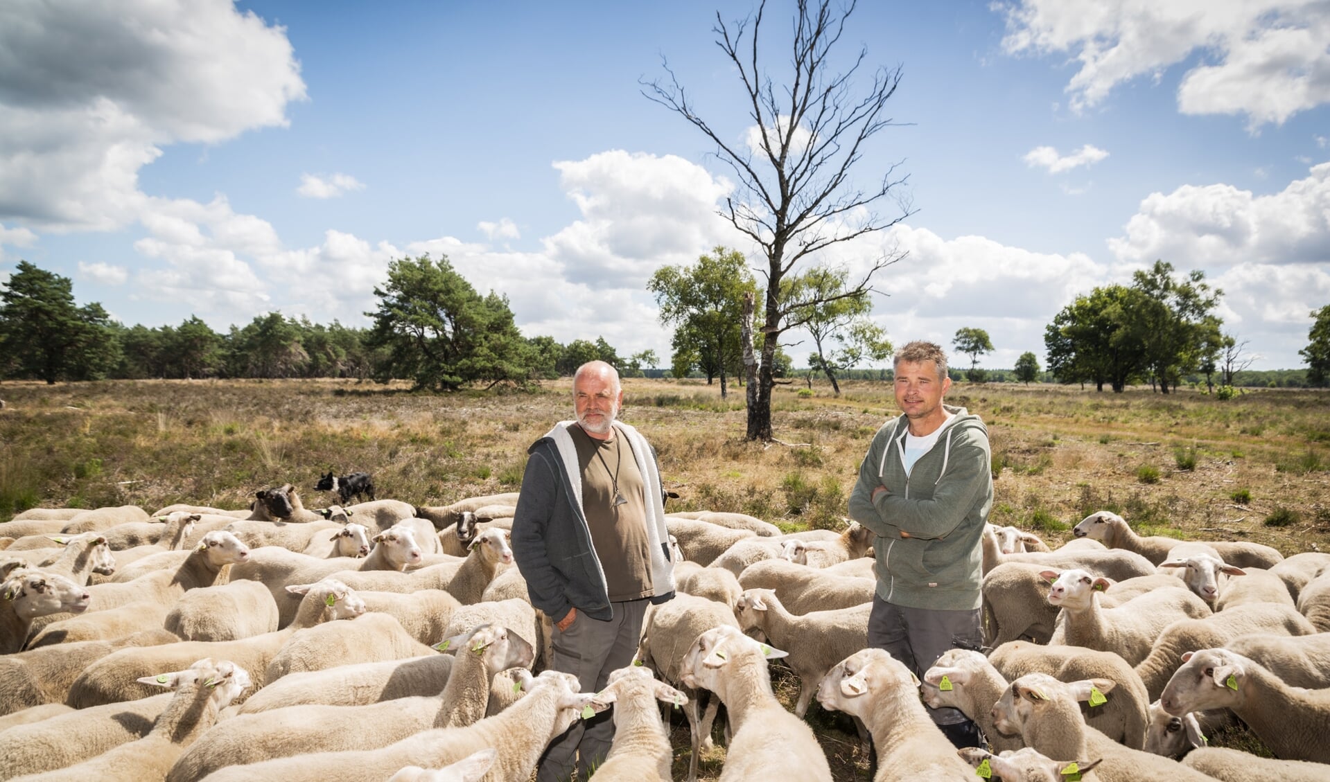 Herders Willo Schellekens (links) en Gert van de Bor van Grazerie Landschapsbeheer uit Kootwijkerbroek op de Stroese Heide met de nieuwe kudde van Schoonbekers en Veluwse schapen.
