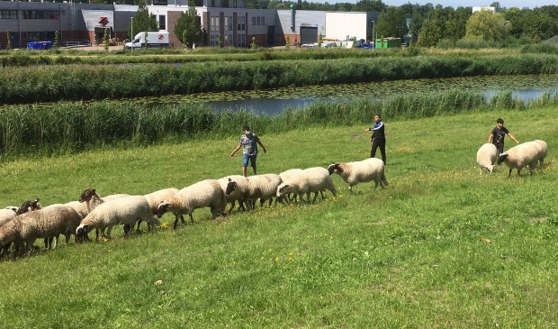 Een aantal jongeren is bezig met de workshop schapenhoeden, waar zij leren over leiderschap en samenwerken.