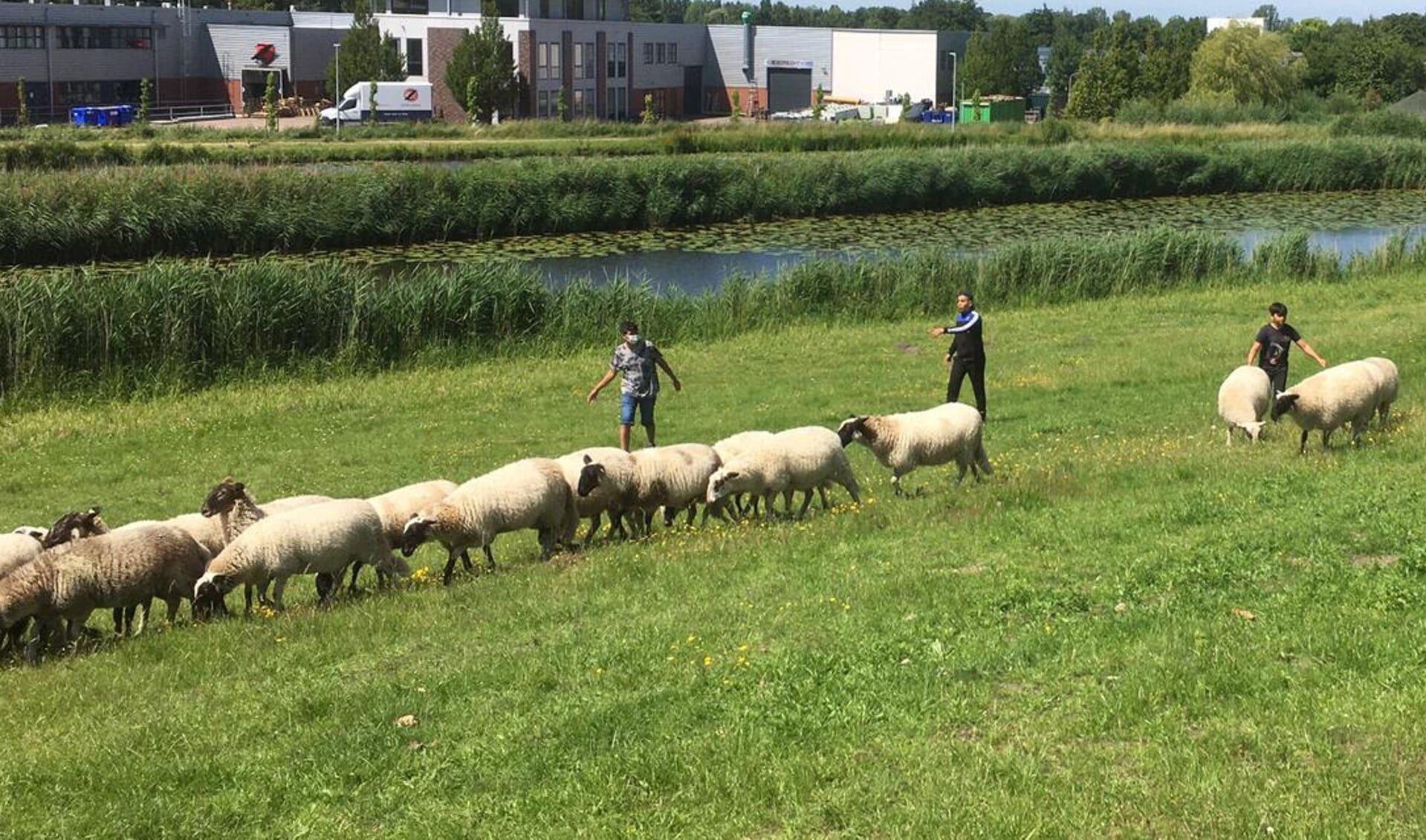 Een aantal jongeren is bezig met de workshop schapenhoeden, waar zij leren over leiderschap en samenwerken. 