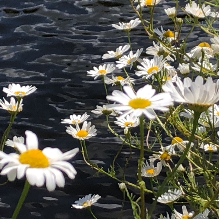Margrieten aan de waterkant