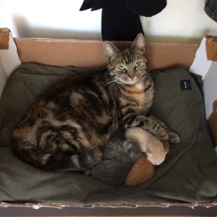 ermiste poes Gr. Muntweg Kootwijkerbroek