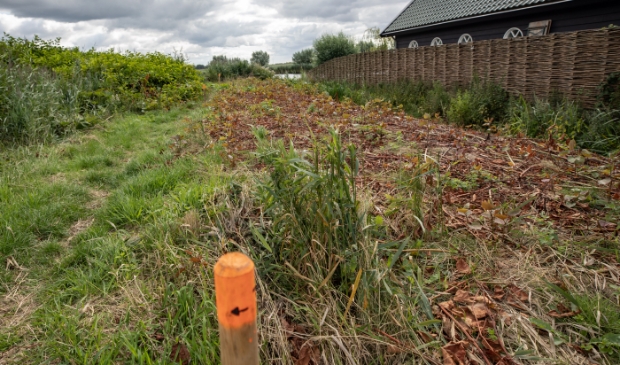 Bij de August Janssenweg is 800m2 Japanse duizendknoop behandeld met elektroden.