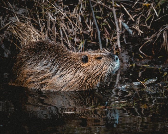 Bever
