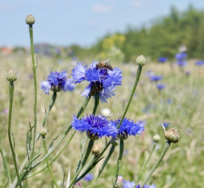 Korenbloemen