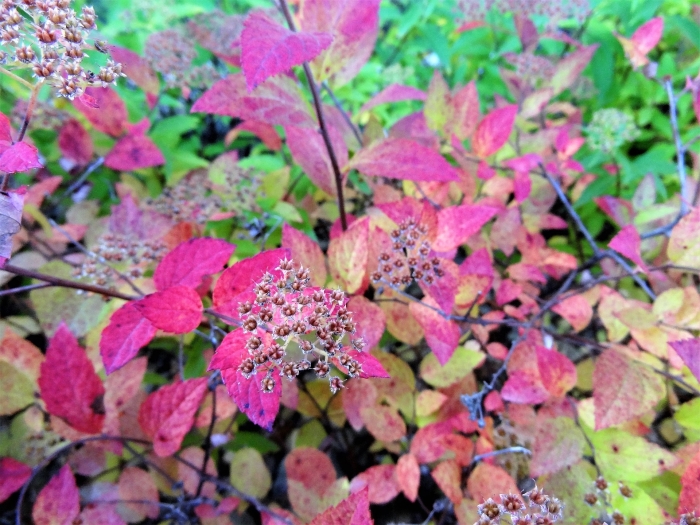 Hortensia nazomer
