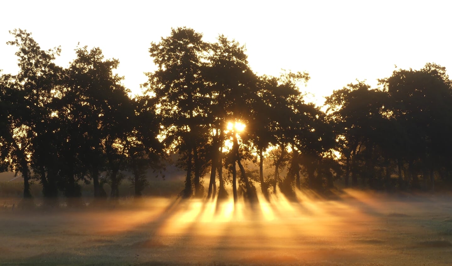 De foto is gemaakt op 21 juli, langs de Bennekomsekade in het Binnenveld.
In de vroege ochtend, op weg naar de Binnenveldse Hooilanden, leek het weiland in brand te staan. Opkomende zon en laaghangende mist zorgden voor dit lichtspektakel.