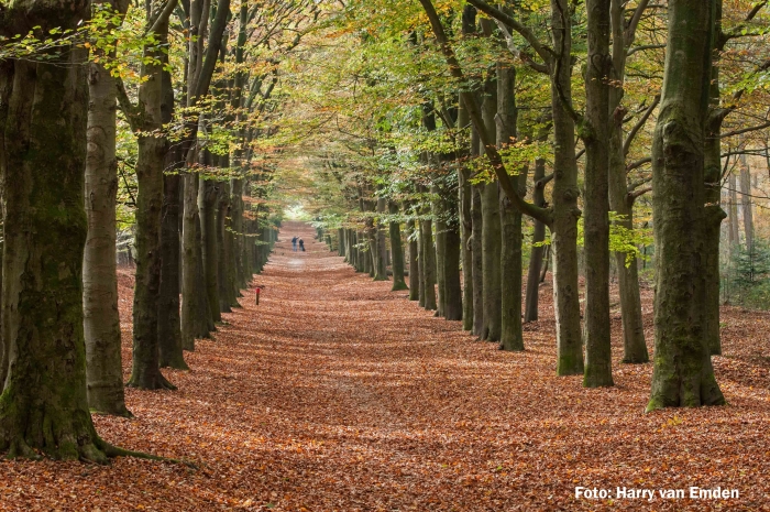 Beukenlaan in het Amerongse Bos