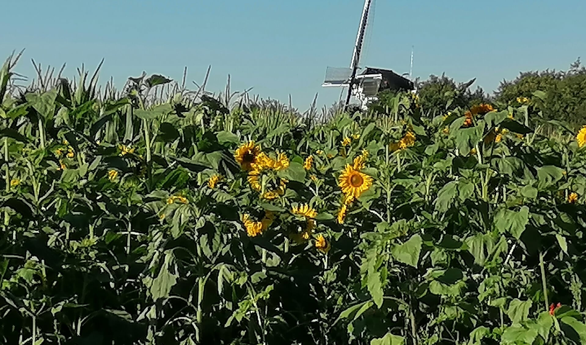 Soest biedt genoeg mogelijkheden voor fraaie plaatjes. Doe mee aan de fotowedstrijd van de HVS.