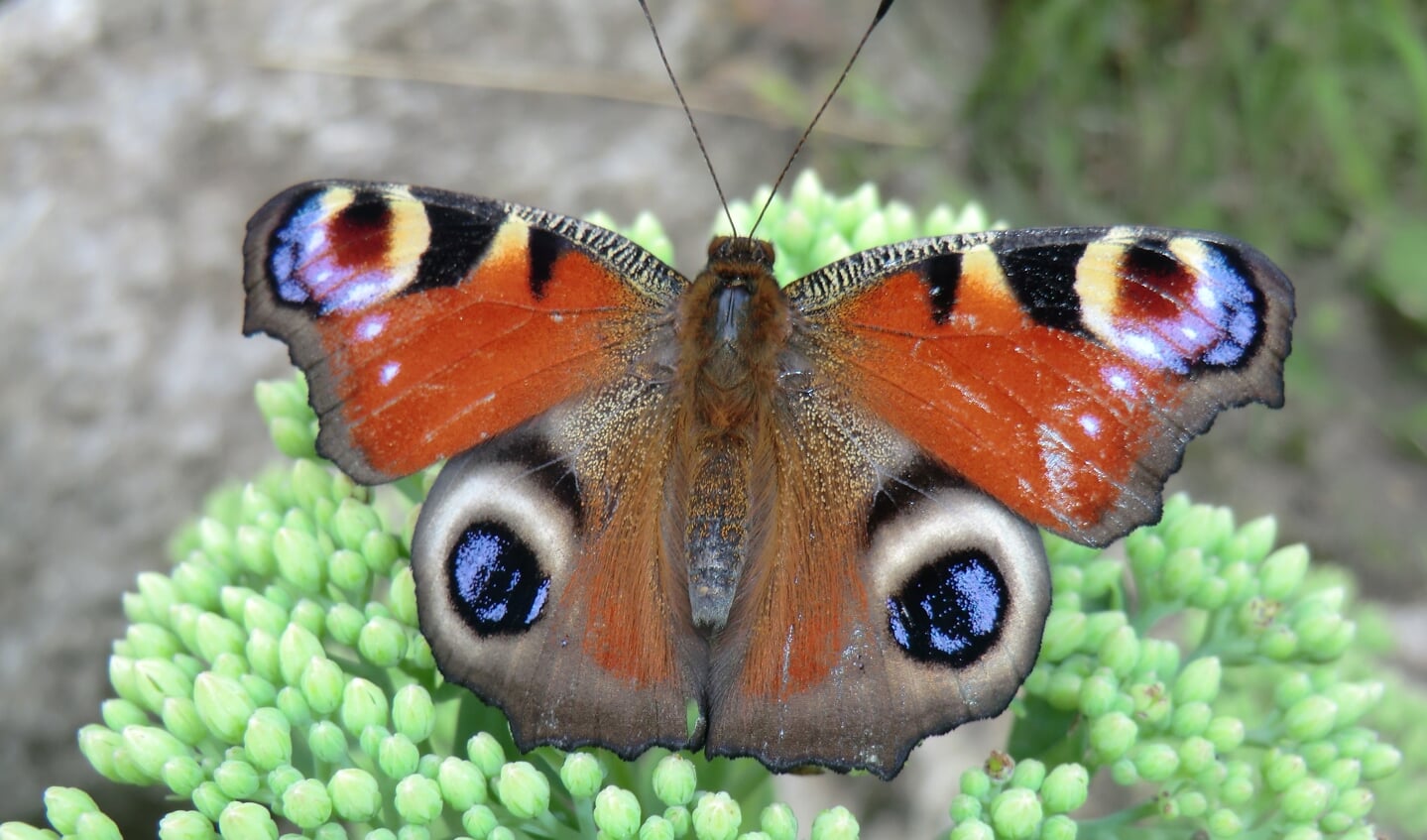 ,,29 juli 2020 Vlindertuin in Harskamp, dit is mijn favoriete vlinder die ook in mijn tuin te zien is. De Dagpauwoog."