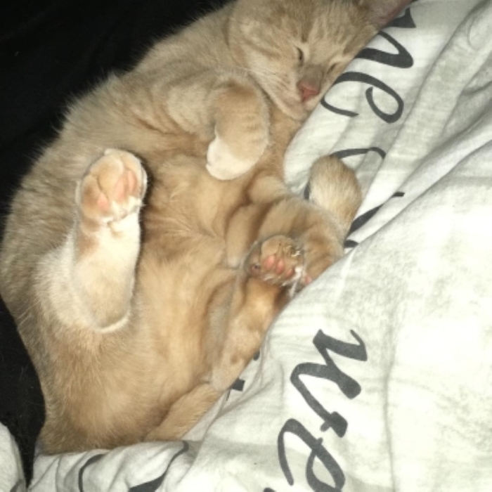 Vermiste poes Krollerweg Kootwijkerbroek