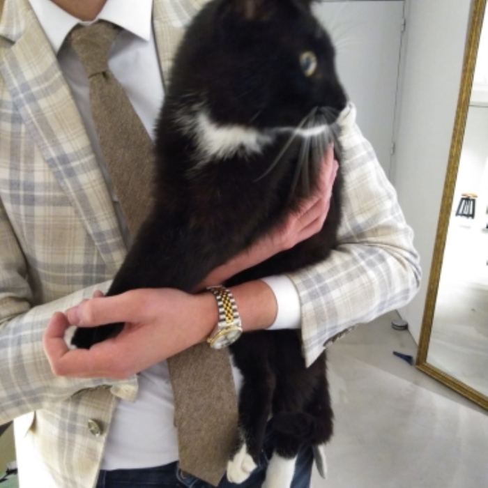 Gevonden kat Kerkstraat Voorthuizen