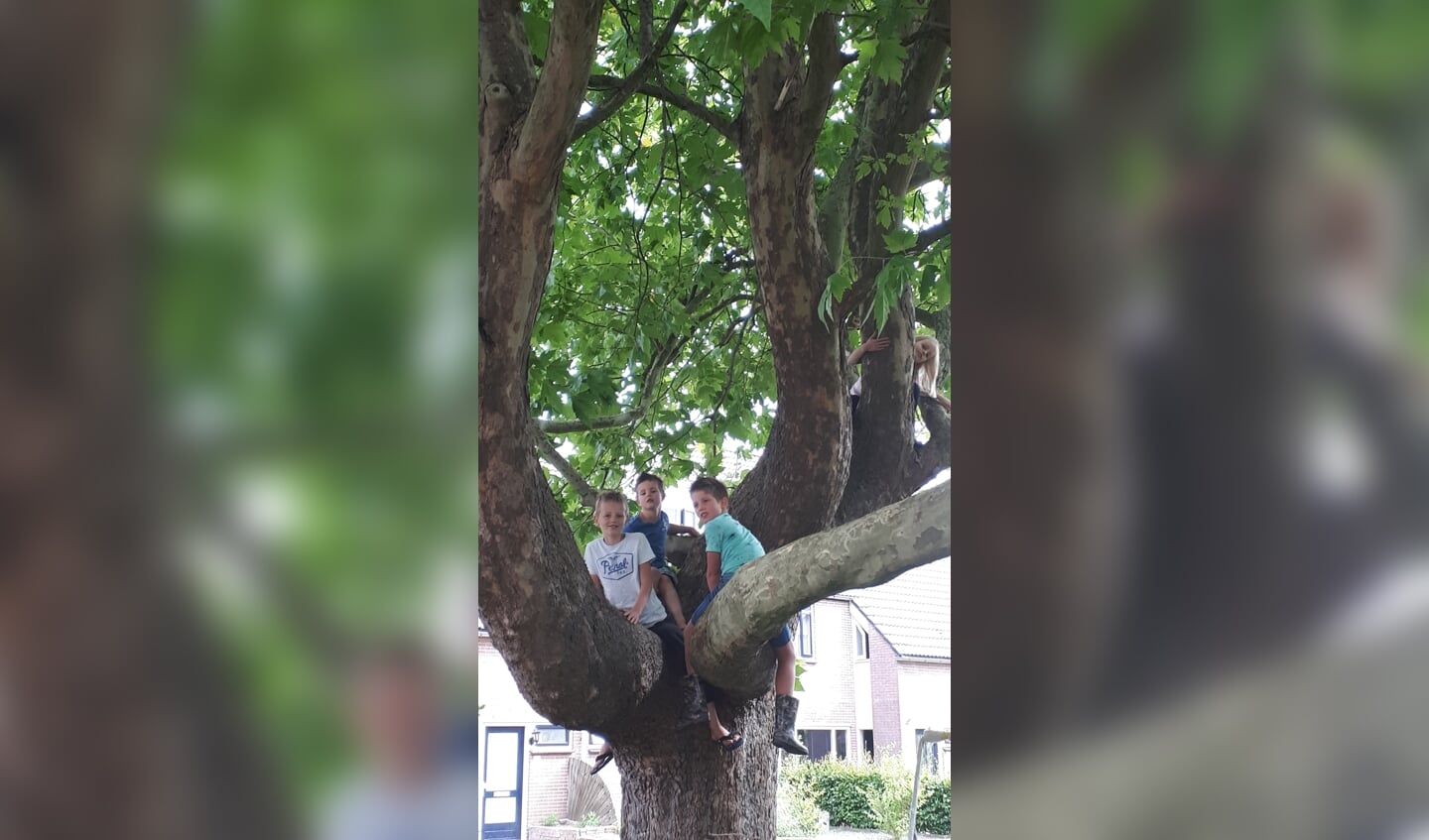 ,,Hierbij de allerleukste foto van mijn kleinkinderen, Marijn, Elieve, Thijs en Sam in de boom op de Wulpenhof."