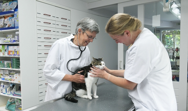 Karen Davidse onderzoekt deze kat in de kliniek.