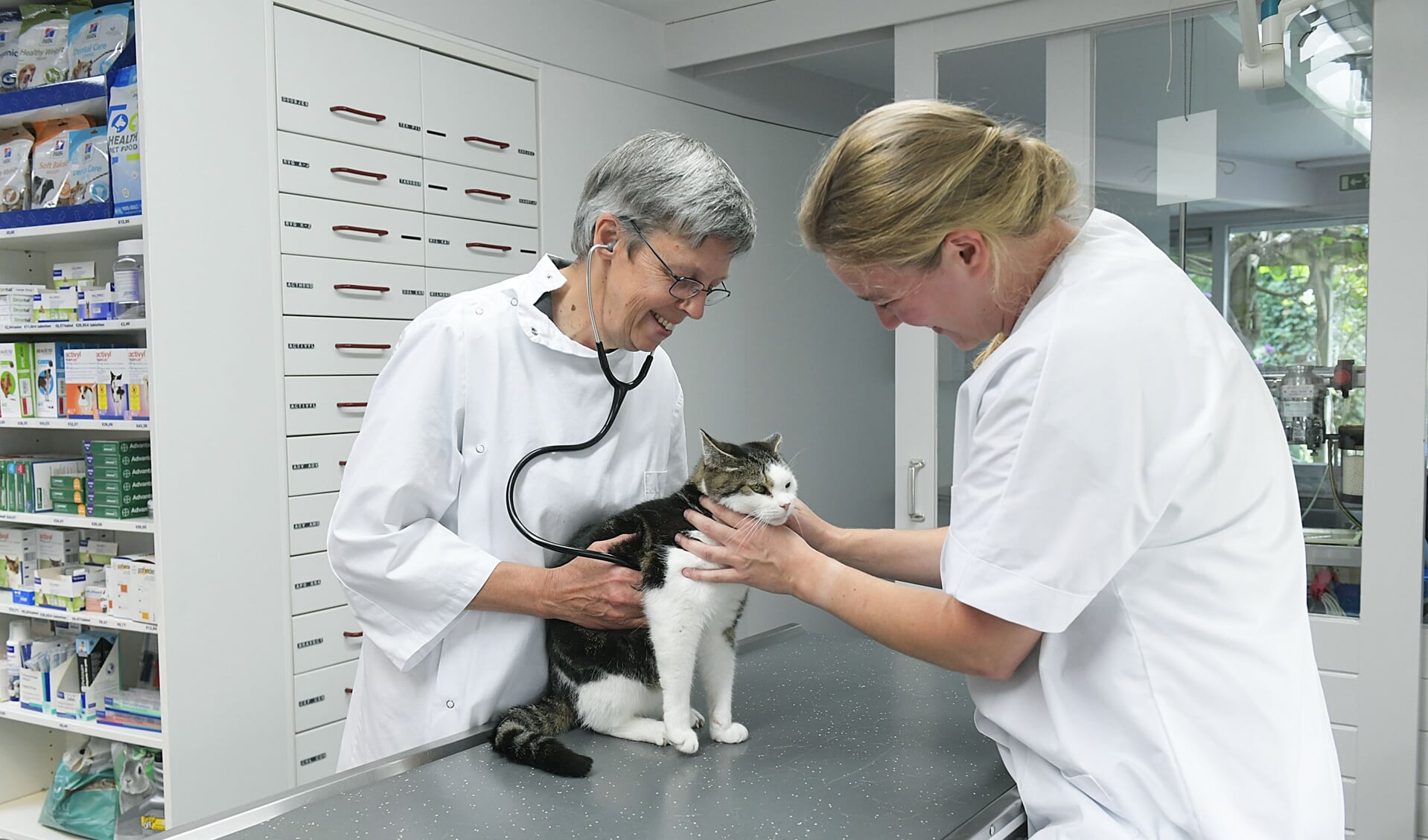 Karen Davidse onderzoekt deze kat in de kliniek. 