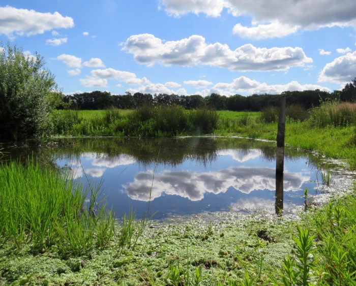 Poel in het drassige Nonnenland