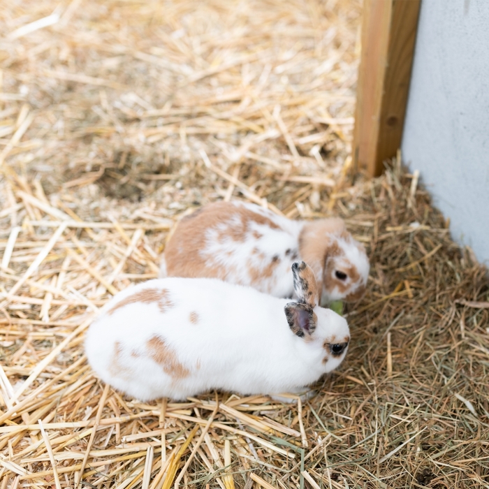 stallen kinderboerderij weer open