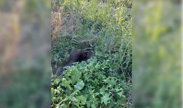 De bever is goed te herkennen aan zijn karakteristieke staart