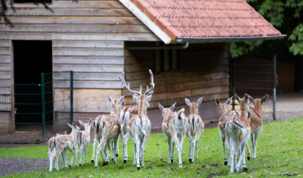 Het dierenwelzijn in het hertenkamp is punt van zorg.
