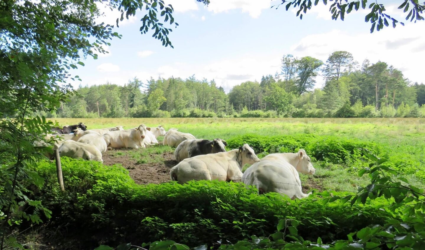 Franse Charolais koeien
